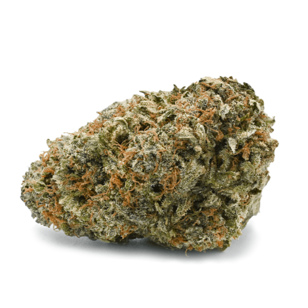 GREAT WHITE SHARK (AA)